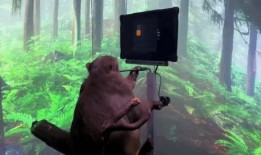 使命野狗新转盘爆料视频