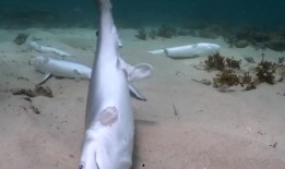 鲨鱼最新爆料视频大全集,揭秘海洋深处的秘密与奇观